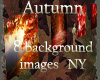 NY| Autumn - 8Bgs Images