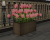 Planter Box Tulips