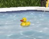 FLOATING  RUBBER  DUCKY
