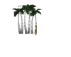 white palm trees