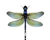 New Mystic Dragonfly
