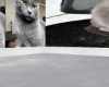 BIG BOY CAT CLUB
