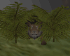 Lion In The Bush!!!
