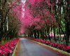 Pink roadway background