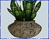 Kawaii Plant