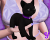 Avatar Black  Cat