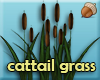 Cattail Grass