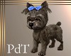 PdT Toto of Oz Animated