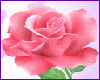 Pink rose