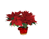 Christmas Poinsettia