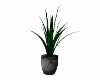 Club Plant in Vase