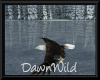 Animated Bald Eagle