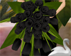 Black Magic Bouquet