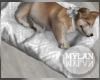 ~M~ | Dog on Bed 3