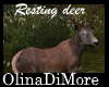 (OD) Resting deer