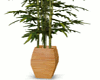 (JD)BambooPlant