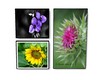 (EMS) Flower Photography