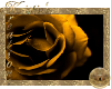 Gold Rose Frame