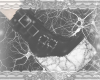 neurons