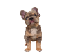 FLUFFY FRENCHIE 5