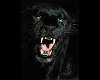 Black panther/leopard