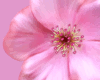 Pink Flower Cutout