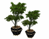 SN Double potted plants