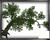 BIG TREE 1 (KL)