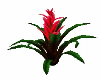 RED FLOWER PLANT