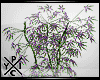 [X] Purple Haze Plant