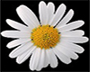 MARKER DANCE - CHAMOMILE