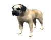 Animated Mastiff