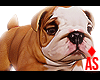 Adopt a Bulldog 1