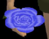 (DA) Blue Rose