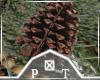 Pine Cones For Any Trees