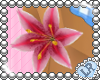 [L] Pink Lily Bracelet