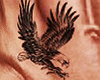 Eagle Tattoo (Belly Male)