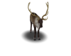 Reindeer