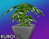 [K] zen plant