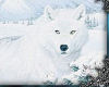 Welcome Snow Wolf