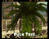 *Palm Tree