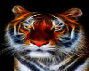 Tiger 2 Pic