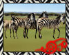 Safari Zebras 2D