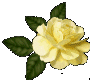 Large Yellow Rose 1003