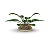 potted plant