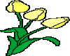 Yellow tulips2