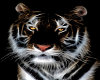 tiger screen