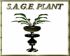 (TSH)S.A.G.E. PLANT