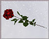 Red Rose Valentines