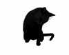 animated black cat